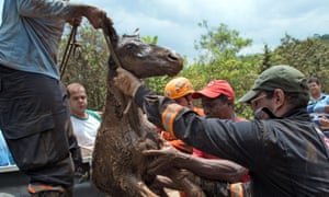 رجال الاطفاء البرازيلي انقاذ مهرا الذي كان محاصرا في الوحل بعد رشقات نارية السد.