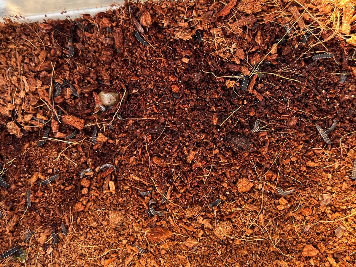 Glowworm larvae scattered on the ground