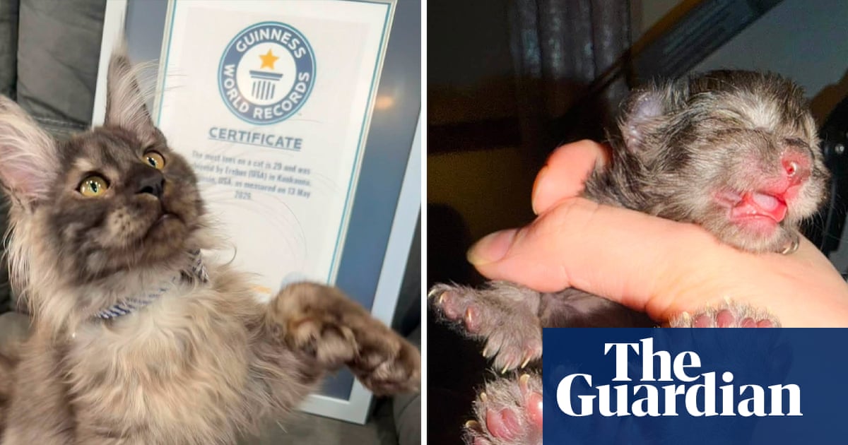 Wisconsin kitten with 29 toes breaks world record for most toes on a cat