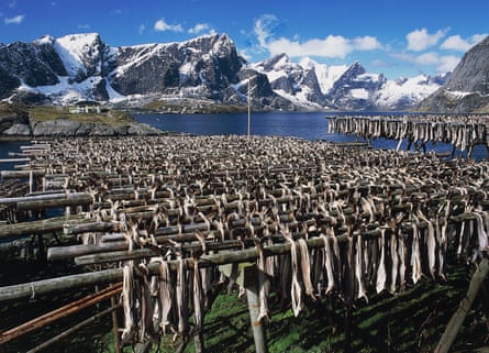 Drying cod in the Lofoten Islands