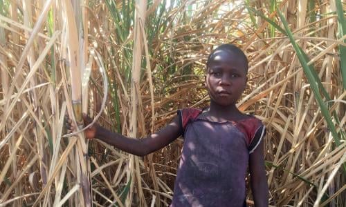 Football Ban Sends Child Workers Into Worse Jobs World News The Guardian Football Ban Sends Child Workers Into Worse Jobs World News The Guardian