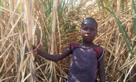 Tapiwa Mumverenge*, in a sugarcane plantation