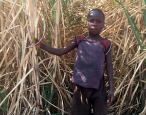 Tapiwa Mumverenge*, in a sugarcane plantation