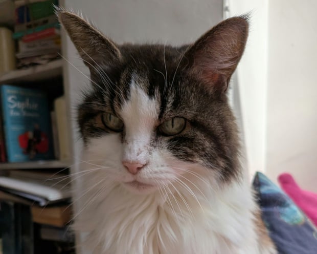 Kate Bevan's cat Daphne