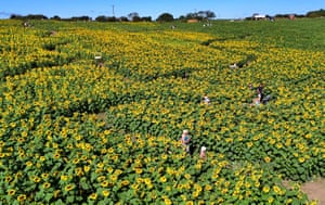 People in a field of sunflowers on a sunny day