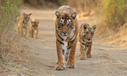 A female tiger and her cubs.