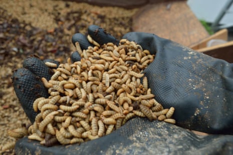 The larvae of black soldier flies provide an alternative to wild-caught fish for making animal feed.