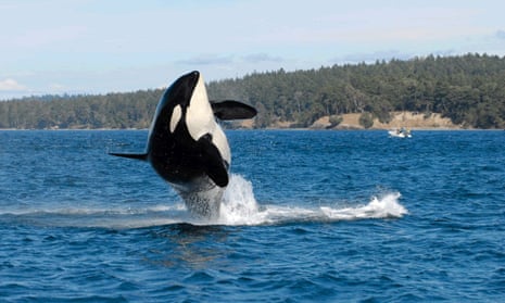 Granny, the orca matriarch who may have been as old as 105 when she died.