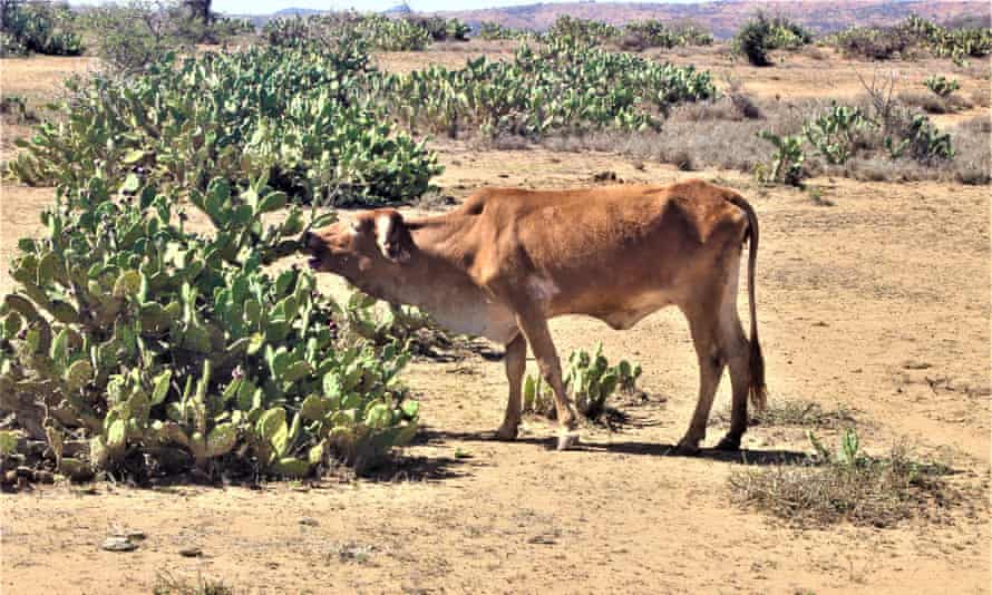 A cow feeds on Opuntis stricta at the Naibunga Conservancy.