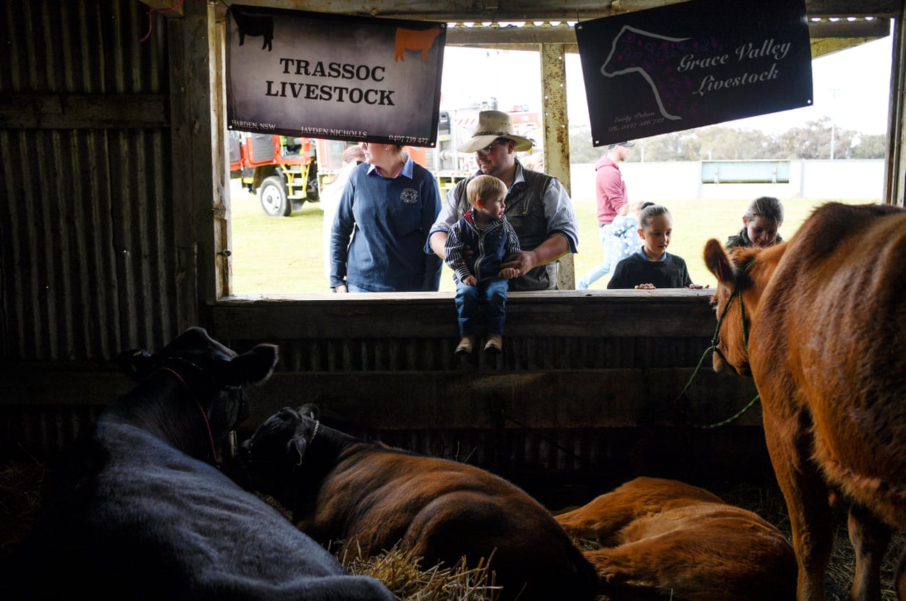 Livestock on show at the 2022 Young Show.