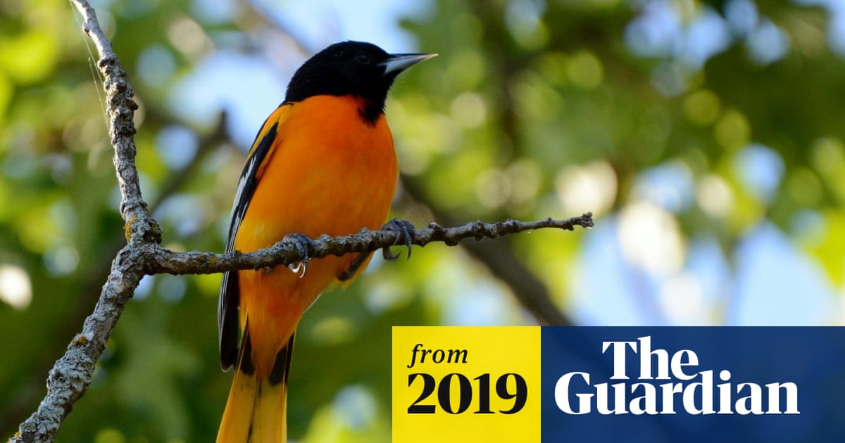 Endangered Birds in North America: Top Species Needing Urgent Protection