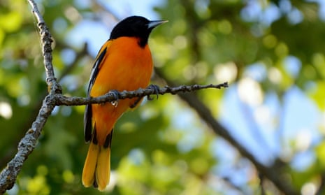 If the world experiences 3C warming, the Baltimore oriole is predicted to lose 57% of its wintering habitat range, while also facing threats from fire weather, spring heat, heavy rain and urbanization.