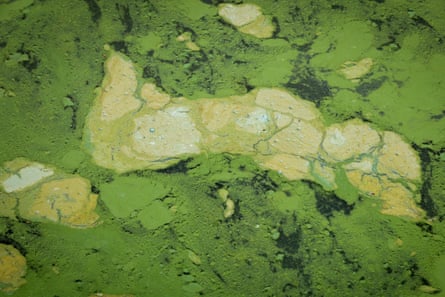 The algae on Lough Neagh forms patterns and swirls