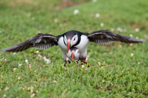 Puffins have returned to Skomer Island, Wales, UK for the mating season. Skomer has 42,500 Puffins who visit from (mid-April to late July