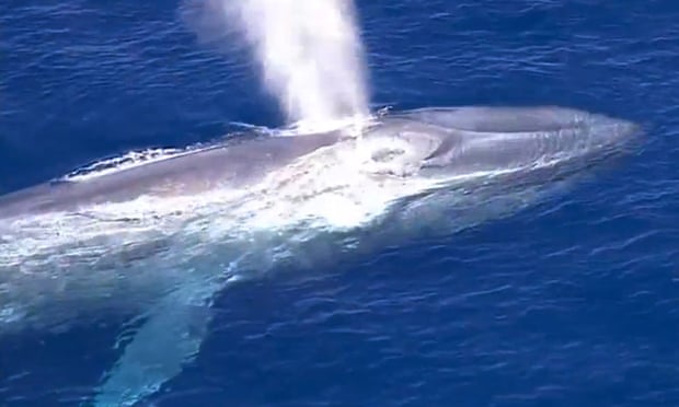 This Friday image from video provided by KABC-TV shows a blue whale that is tangled in fishing line, off the coast of Southern California near the Palos Verdes Peninsula.