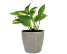Houseplant hacks: can pothos help new cuttings to root?