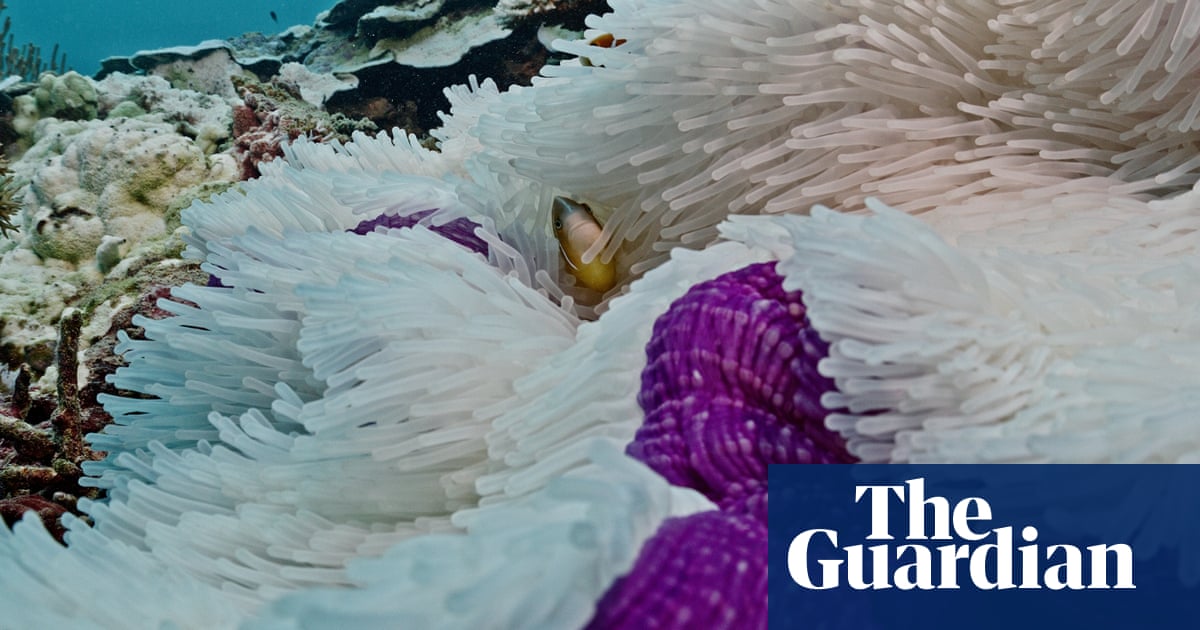 Great Barrier Reef suffering ‘most severe’ coral bleaching on record as footage shows damage 18 metres down | Climate crisis