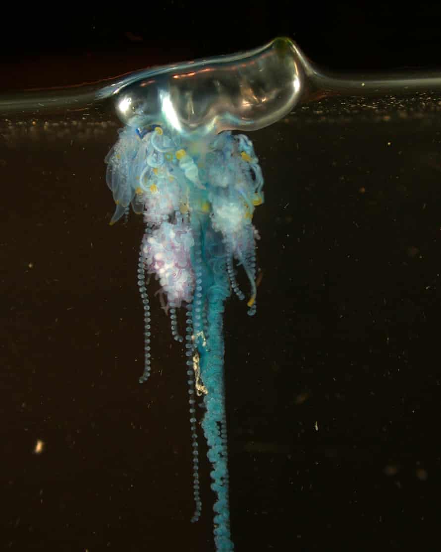 Bluebottle in an aquarium