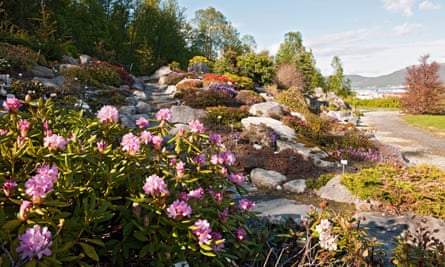 Rhododendron valley, in the Arctic Alpine botanic garden in Tromso, Norway.