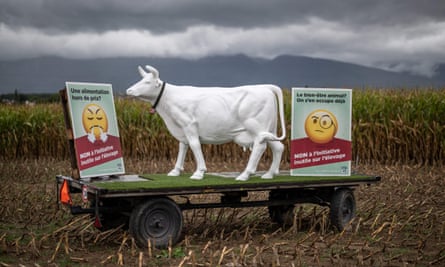 Animals Farmed: fast-growing chickens, river air pollution and VR for cows | Animal welfare