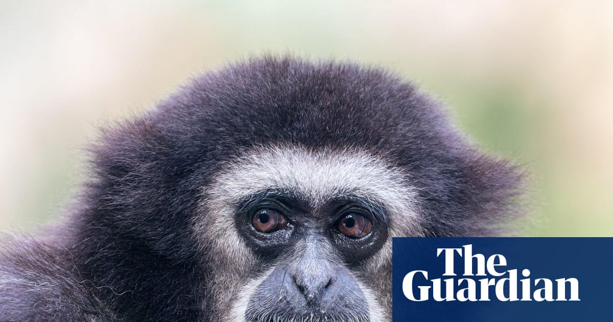 They’re the sopranos of the forest, so what’s silencing the gibbons’ morning chorus?
