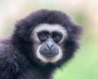 They’re the sopranos of the forest, so what’s silencing the gibbons’ morning chorus?