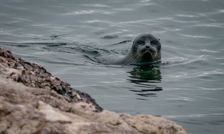 Baikal seal in an open water