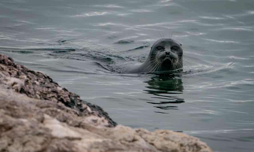 Selo Baikal em águas abertas
