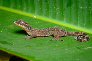 Cyrtodactylus Rukhadeva. Thailand’s bent-toed gecko is named after a mythical tree nymph
