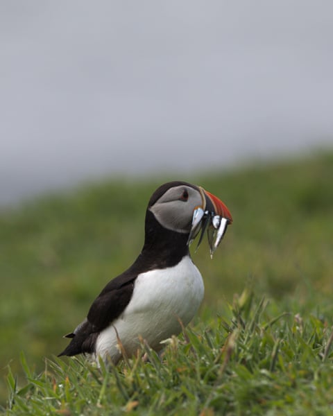 ‘It’s a monster task’: can culling ferrets and rats save one of the UK’s largest seabird colonies? Ground-nesting birds such as puffins are most at risk from rats and ferrets.Photograph: Ashley Bennison/Alamy