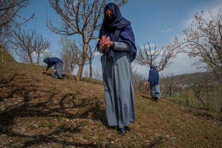 Girls picking wild tulips in an apple orchard in the vicinity of their school. Most of them compare this particular experience with the reopening of their school and call it a “new spring.” “We hope 2021 is a better year,” they said