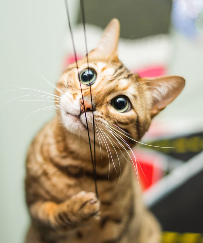 Why Aren T Cats Loyal You Asked Google Here S The Answer John Bradshaw Opinion The Guardian