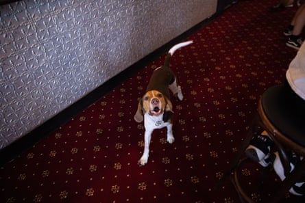Biscuit the dog at the Lord Gladstone
