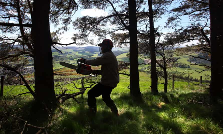 A forest worker near Innerleithen in the Scottish Borders.
