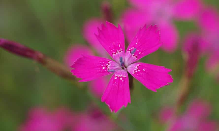 Maiden pink grows only at a few places in Breckland in East Anglia.