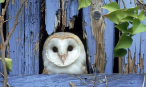 The ‘concentricity’ of an owl’s face …