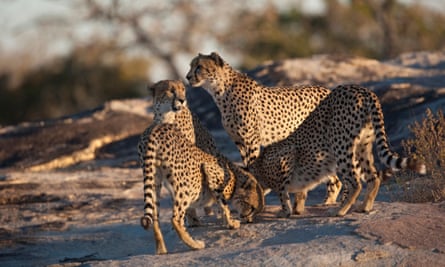 Cheetahs crowd around an interesting scent marking on a rock, South Africa