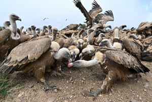 Hundreds of griffon vultures crowd the ground as as they eat carrion distributed by the Ornithological Group of Huesca at a feeding site for scavenger birds near Nueno in northeastern Spain