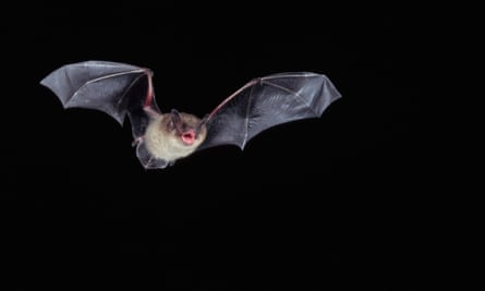 Little Brown Bat in Flight