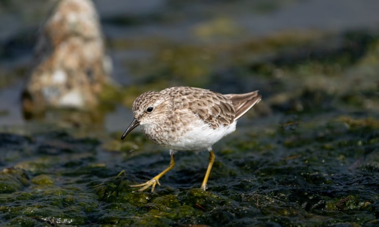 Birdwatch: an unlikely encounter with the least sandpiper in Somerset Birdwatch: an unlikely encounter with the least sandpiper in Somerset