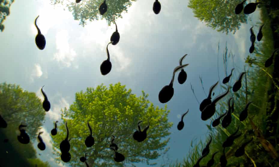 ‘Fat commas swept / from the compositor’s workbench’ … tadpoles seen from below.