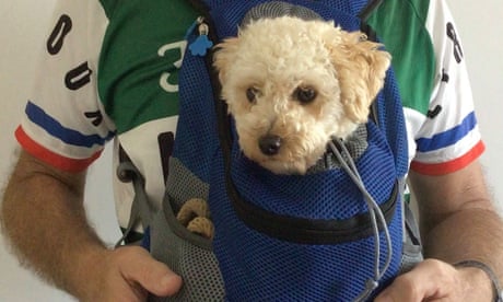 I’m a popular cyclist – but only when I bring my toy poodle along for the ride | Steven Herrick