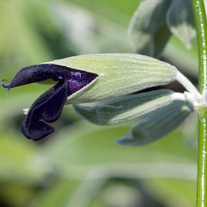 Echando raíces: la transformación de un jardín de la granja 3 Salvia discolor, a tender perennial, is happy in a hot spot.