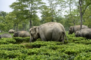 A herd of wild elephants grazes in the Letekujan tea estate in the Golaghat district of Assam. north-eastern India