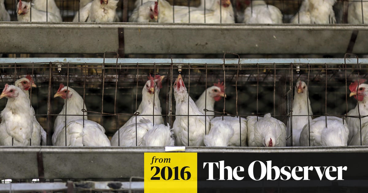 If consumers knew how farmed chickens were raised, they might never eat their meat again
