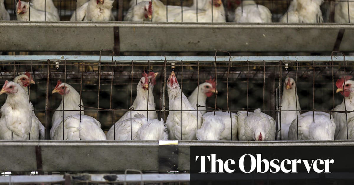 If Consumers Knew How Farmed Chickens Were Raised They Might