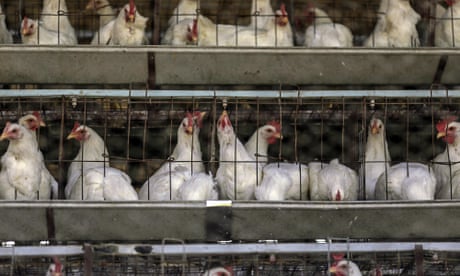 Battery hens at an egg-laying poultry farm.