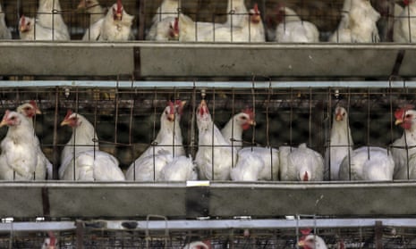 How To Raising Millions of Free Range Chicken For Eggs and Meat