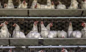 If Consumers Knew How Farmed Chickens Were Raised They Might