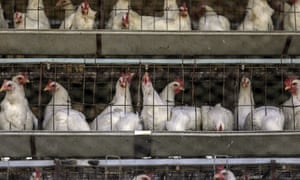 If Consumers Knew How Farmed Chickens Were Raised They Might Never